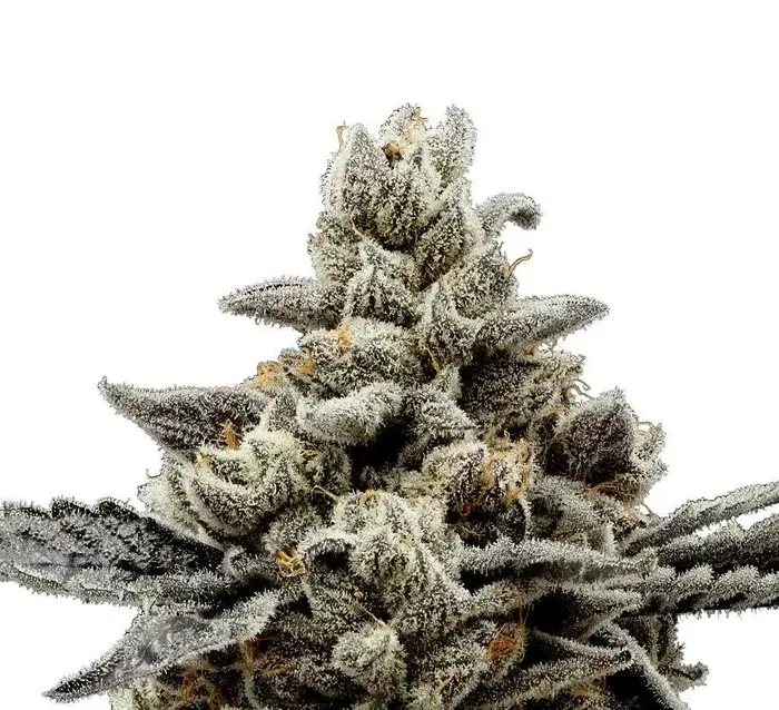 Randy Watson by Sexual Chocolate Factory cannabis strain