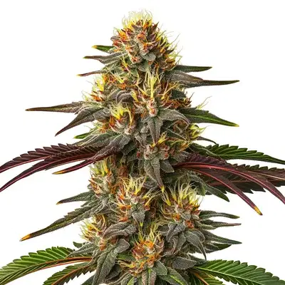 Red Kush Auto by Blimburn Seeds, Autoflower cannabis strain