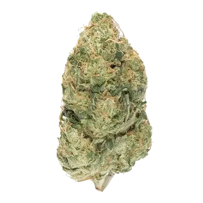 Reptilia by High Grade Selections cannabis strain