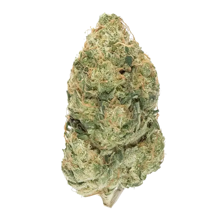 Reptilia by High Grade Selections cannabis strain