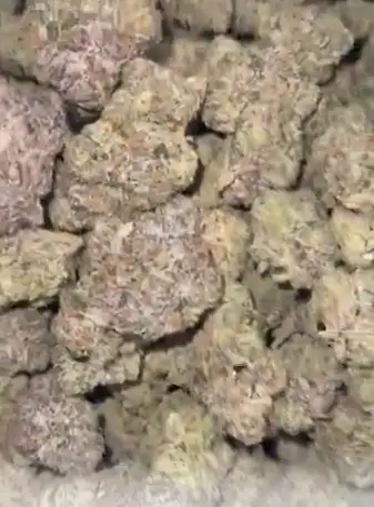 Rhino Breath by Zaba Cannabis Co cannabis strain