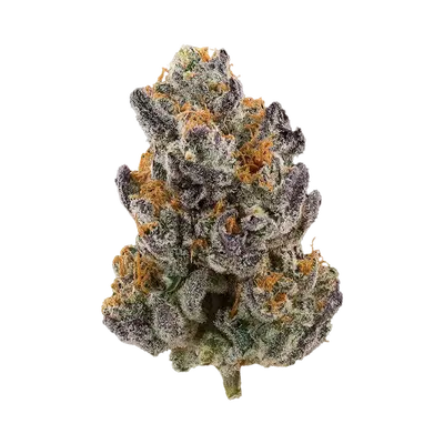 Rick Jamez by Sexual Chocolate Factory cannabis strain