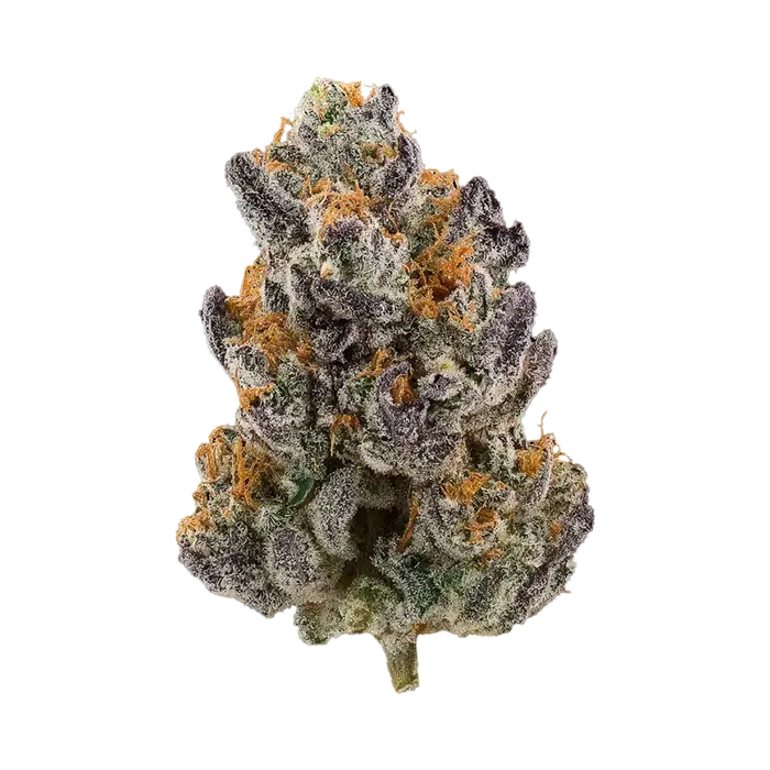 Rick Jamez by Sexual Chocolate Factory cannabis strain