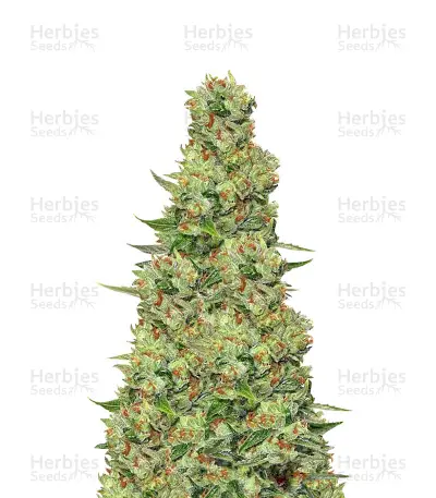 Ripper Badazz Regular by Ripper Seeds, Photoperiod cannabis strain