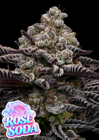 Rose Soda by Anesia Seeds, Photoperiod cannabis strain