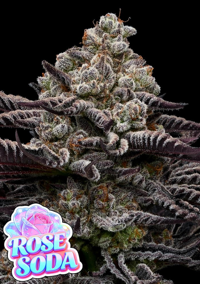 Rose Soda by Anesia Seeds, Photoperiod cannabis strain