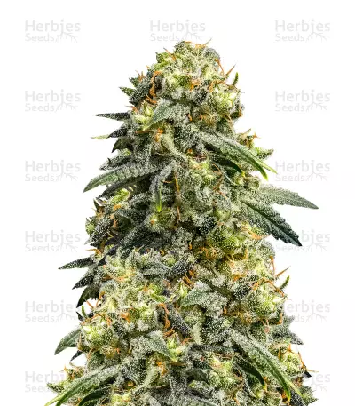 Rosetta Stone XX by Brothers Grimm Seeds, Photoperiod cannabis strain