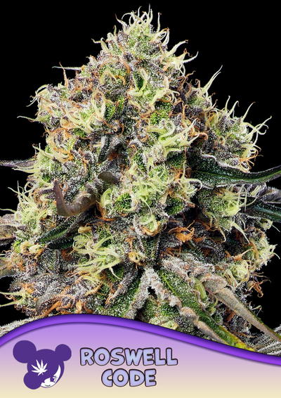 Roswell Code by Anesia Seeds, Photoperiod cannabis strain