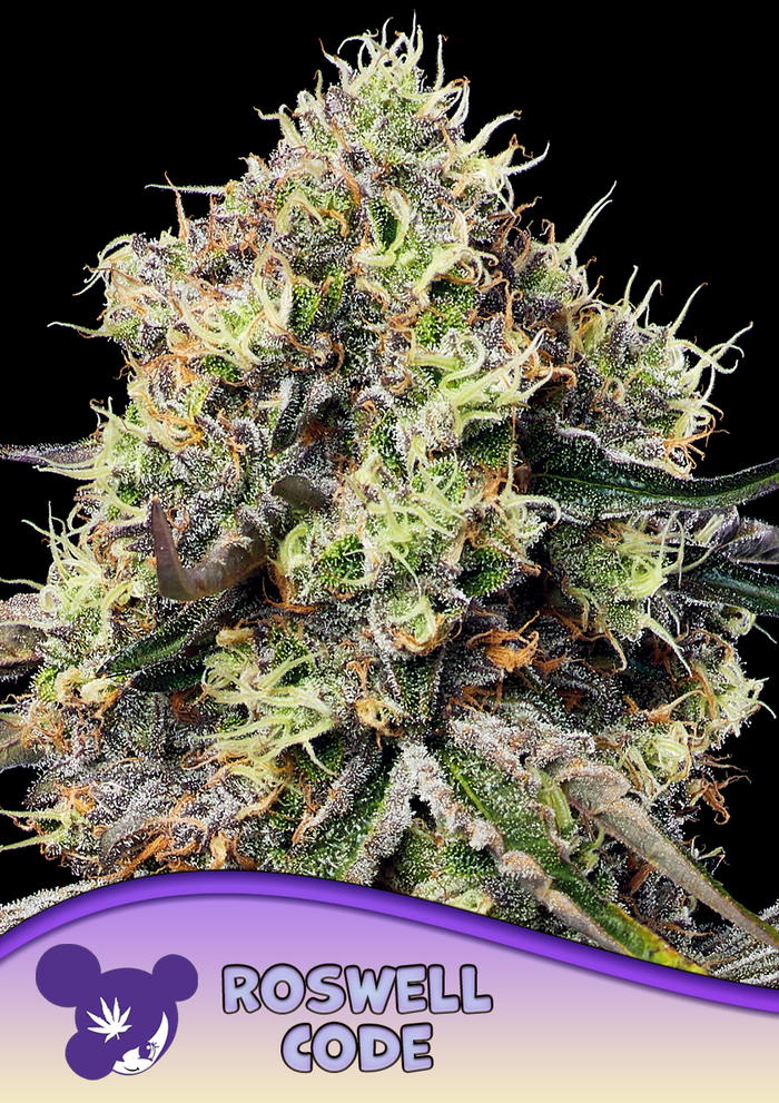 Roswell Code by Anesia Seeds, Photoperiod cannabis strain