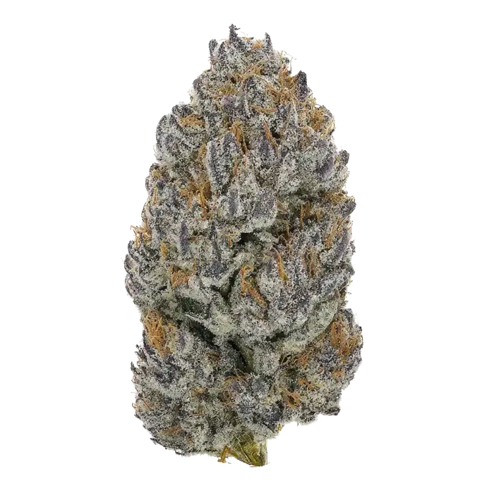 Rotten Citrus by Offensive Selections cannabis strain