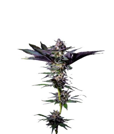 Rotten Rainbow by The Grateful Seeds, Photoperiod cannabis strain