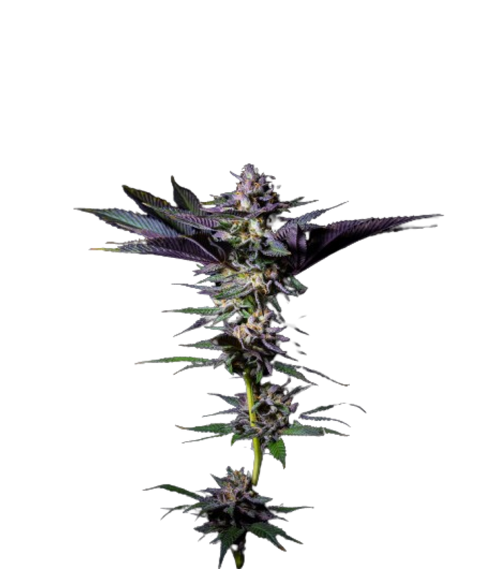 Rotten Rainbow by The Grateful Seeds, Photoperiod cannabis strain