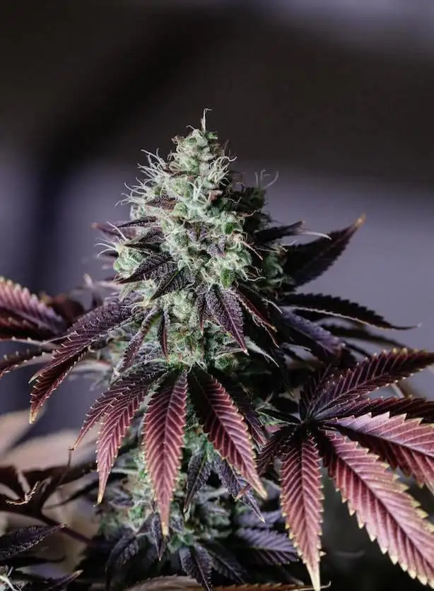 Ruby Rose Regular by Second Generation Genetics cannabis strain