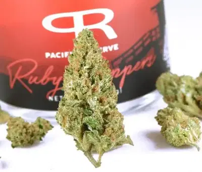 Ruby Slippers by Seed Logic Genetics cannabis strain