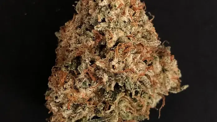 Rude Banger by Ez Genetics cannabis strain
