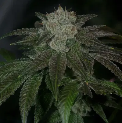 RudeBoi OG by Archive Seed Bank, Photoperiod cannabis strain