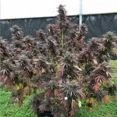 Runaway Bride by Bad Dawg Freebies cannabis strain