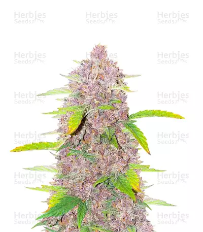 Runtz Autoflowering by Crop King Seeds, Autoflower cannabis strain