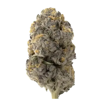 Rush by Adam Dunn cannabis strain