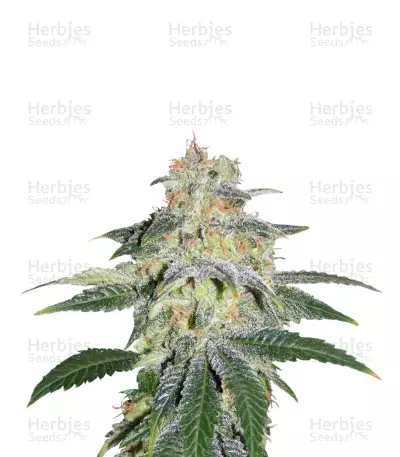 Russian Doll cannabis strain