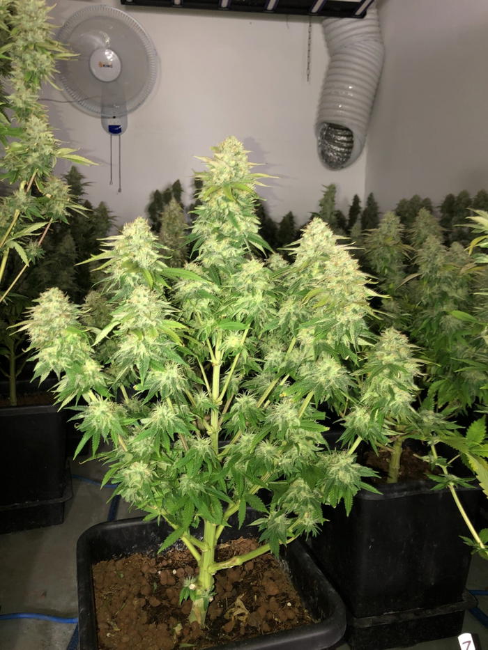 RZ11 by Real Gorilla Seeds, Photoperiod cannabis strain