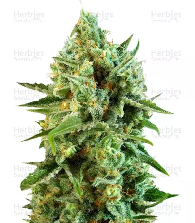 S.A.D. Sweet Afgani Delicious CBD® by Sweet Seeds, Photoperiod cannabis strain