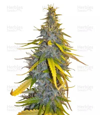 S.A.D. Sweet Afgani Delicious F1 Fast Version by Sweet Seeds, Autoflower cannabis strain