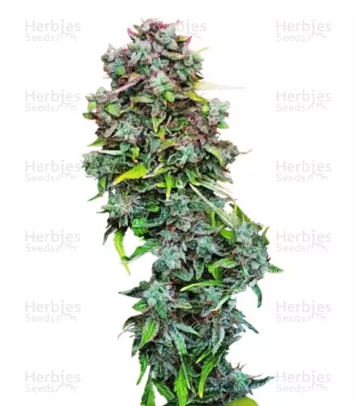 S.A.D. Sweet Afgani Delicious S1 by Sweet Seeds, Photoperiod cannabis strain