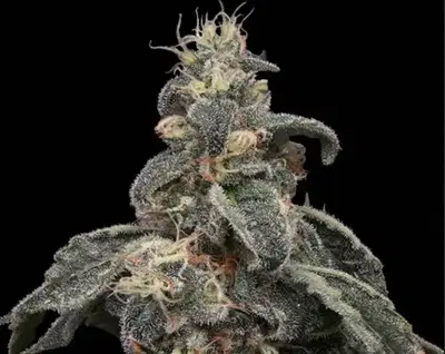 Safari Boat by Common Wealth Seed Co cannabis strain