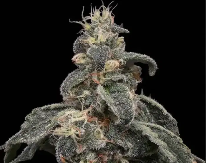 Safari Boat by Common Wealth Seed Co cannabis strain