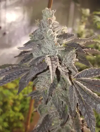 Salty Watermelon by Lost River Seeds cannabis strain