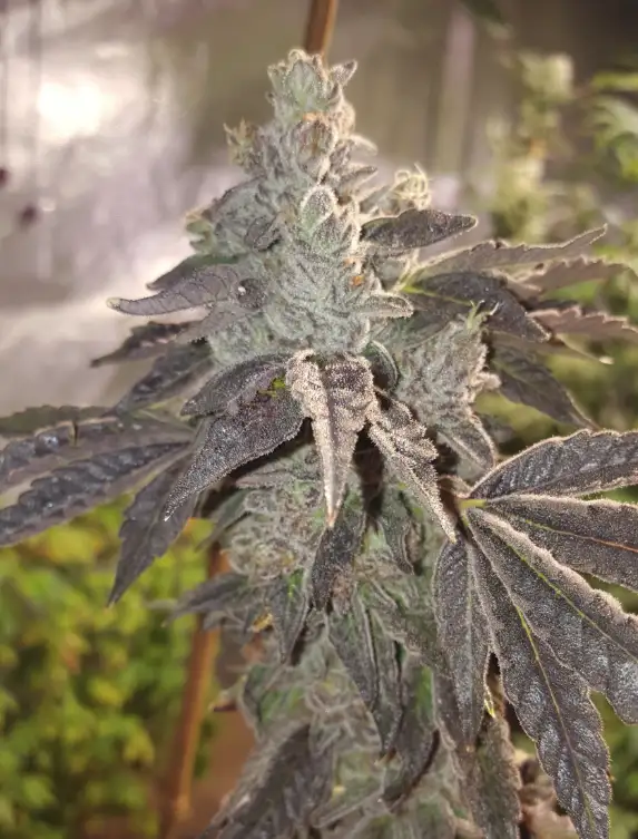 Salty Watermelon by Lost River Seeds cannabis strain