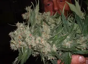 Santa Maria Regular by No Mercy Seeds cannabis strain