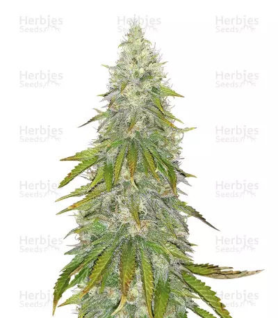 Santa Marta Haze Fem by Seedstockers, Photoperiod cannabis strain