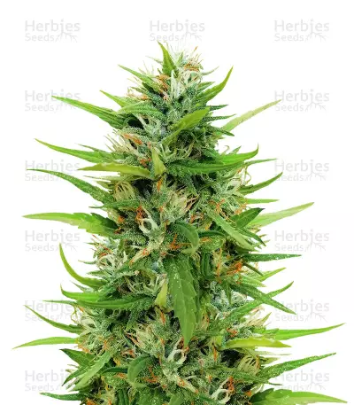 Sapphire Scout by Humboldt Seed Organization, Photoperiod cannabis strain