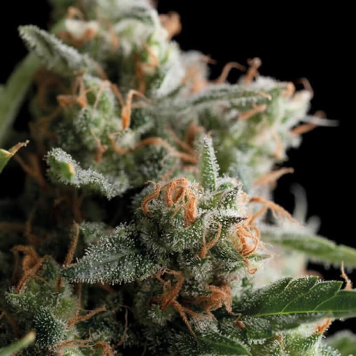 Satan’s Bride by Trikoma Seeds, Photoperiod cannabis strain