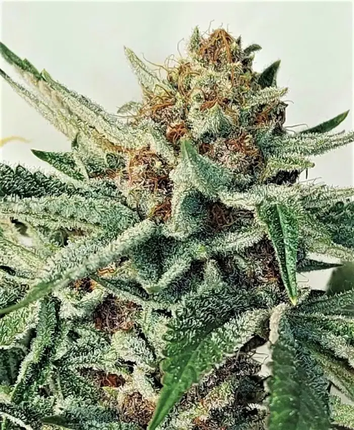Satoshi by Oni Seed co., Photoperiod cannabis strain