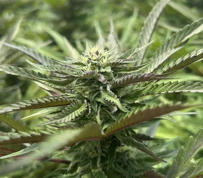 Satsuma Sherbet by Pure Melt cannabis strain