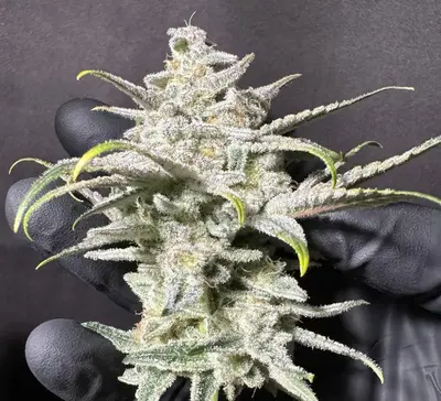 Scarface by Florganix cannabis strain