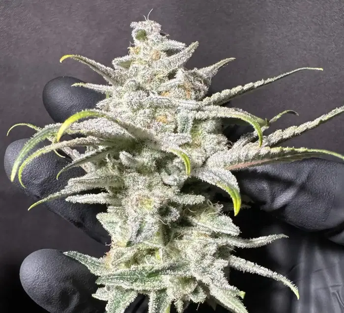Scarface by Florganix cannabis strain