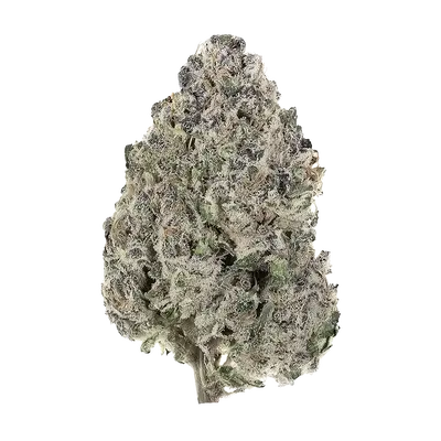 Sea Breeze by Xeno Seed Company cannabis strain