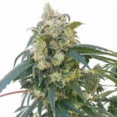 Secret Formula x Dosidos #18 by Archive Seed Bank, Photoperiod cannabis strain