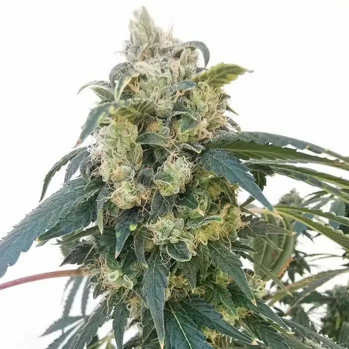 Secret Formula x Dosidos #18 by Archive Seed Bank, Photoperiod cannabis strain