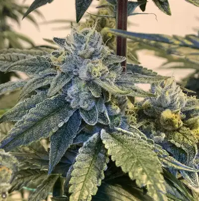 Secret Triangle by Seed Poppin Animal cannabis strain
