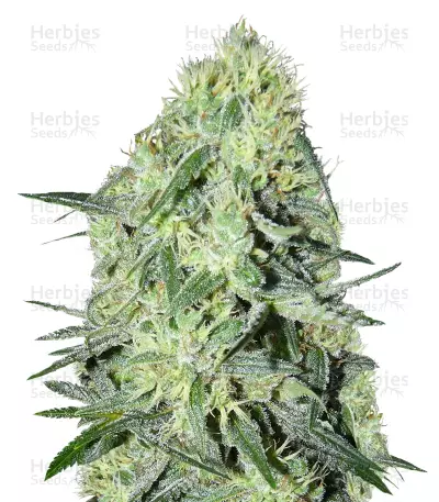 SexBud by Female Seeds, Photoperiod cannabis strain