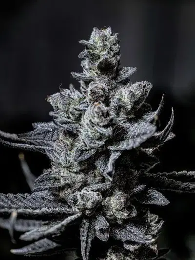 Shady Meringue V2 by Your Highness cannabis strain
