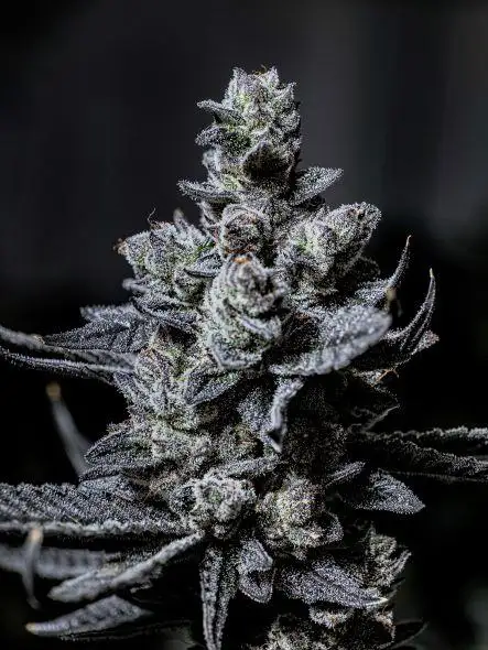 Shady Meringue V2 by Your Highness cannabis strain