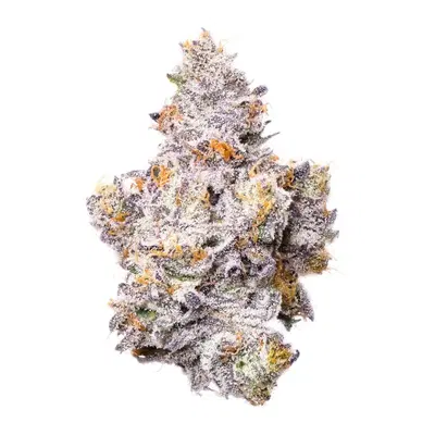 Shady Scotty by Your Highness cannabis strain
