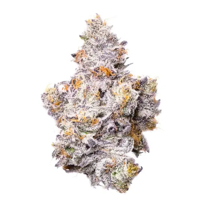 Shady Scotty by Your Highness cannabis strain