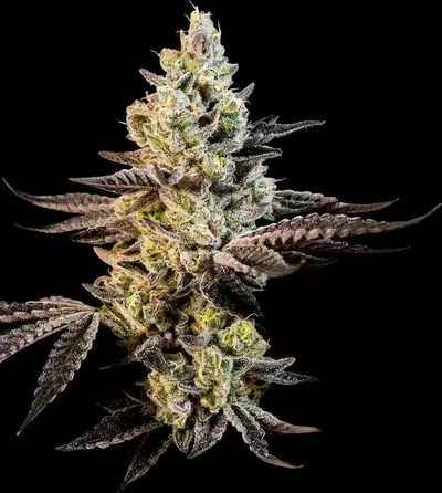 Shake Shack by Semillas De Vida Genetics cannabis strain